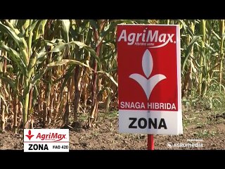 AgriMax – hibrid kukuruza Zona_388_21.02.2015.