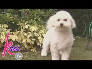 Kris introduce their new family member