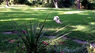 Rosie & Ripley, Bichon frise & cat playing in the yard. Summer Uniontown PA 2013