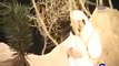 Chalo Diyare Nabi Ki Janib - Owais Qadri Video Naats.mp4