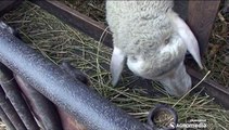 Kako su nestale ovce u pirotskom kraju?_388_21.02.2015.