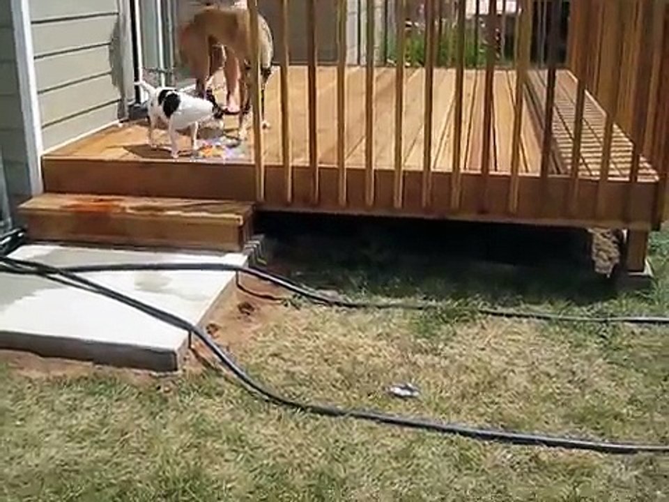 DOG vs. WATER BALLOONS