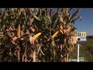 Superior – hibrid kukuruza Bećar_388_21.02.2015.