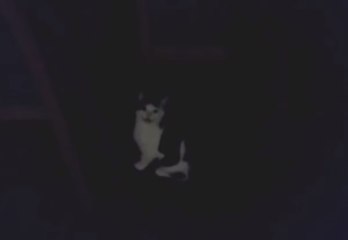 Manchester Cat Has a Unique Miaow