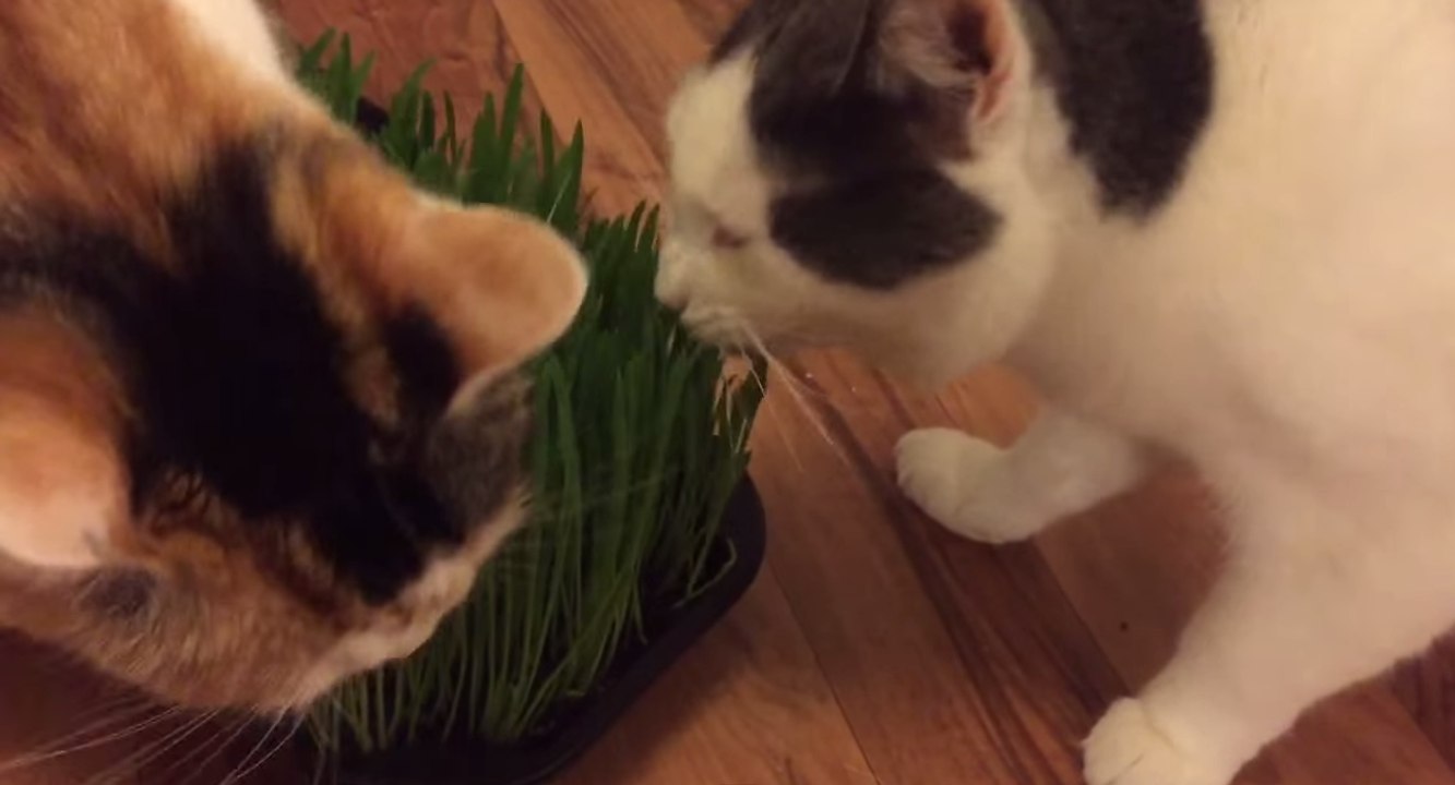 Quirky Cats Enjoy Some Grass