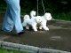 4,5 months old bichon frise puppies
