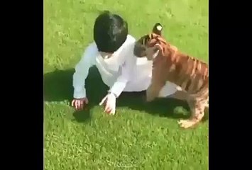Lion Child plying with a human child