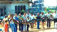 Biggest Snakes in the World, Man Eaters, 2015
