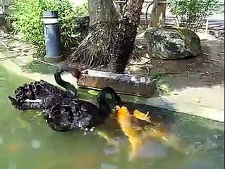 ALLAH Raziq h wo Chahe Toh Parindon ki Duty laga de Rizq Pohnchane k liye. اللہ رِزق دینے والا ہے مگر وسیلے بہت ہیں۔