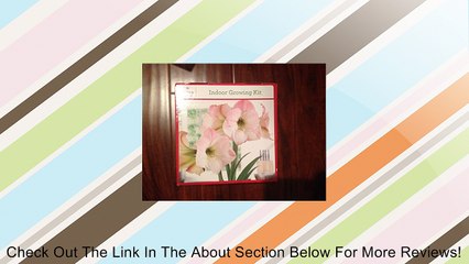 Holiday Time Indoor Growing Kit - Amaryllis 'Apple Blossom' Review