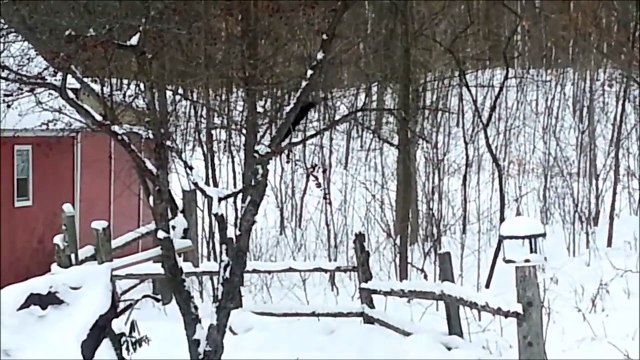 Un écureuil ivre dans la neige