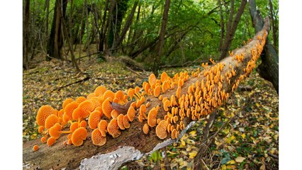 Biodiversità del bosco - test 2_sfondo bianco