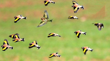 Bando de jilgueros 2015