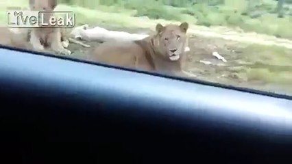 Un lion ouvre la portière d'une voiture avec ses dents