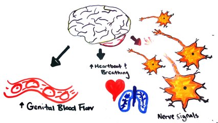 The Science of Orgasms