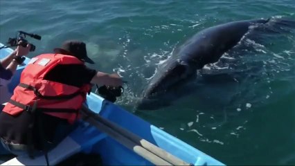 Des centaines de baleines viennent s'accoupler dans une réserve mexicaine