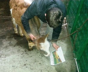 Bartınlı Çiftçi Kaybolan İneğini Afişlerle Arıyor