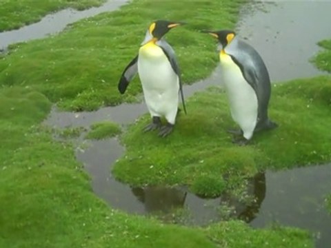 Funny Pinguin Dilemma - Translation ! Дилемма Смешных Пингвинов - Прикол !