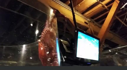 Giant Octopus tries to escape from tank at Seattle Aquarium