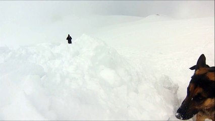 Heiko et Louis, chiens d'avalanches à Saint-Anne