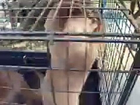 aquatic animal called otter (video movie animal pet bird dog cat zoo impact)