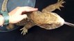 I tried to touch the big lizard (video  movie animal pet bird dog cat zoo impact)