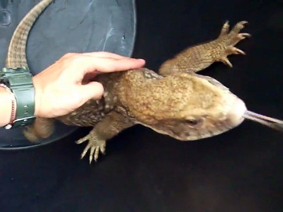 I tried to touch the big lizard (video  movie animal pet bird dog cat zoo impact)
