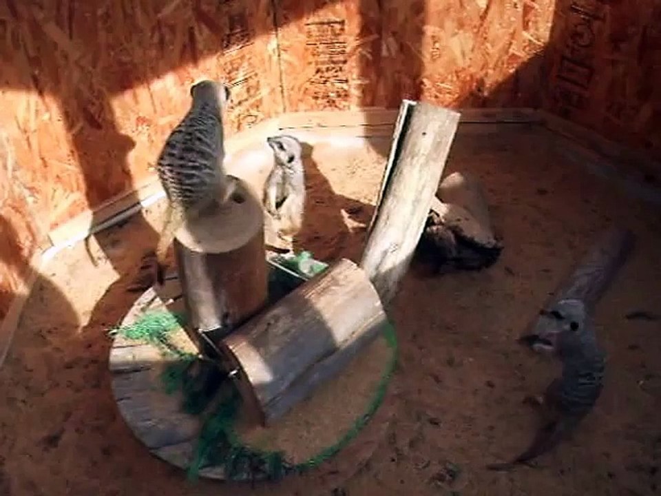 meerkat with a thin and elongated tail　(video movie animal pet bird dog cat )
