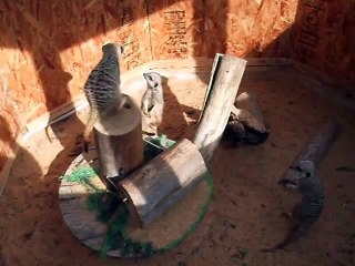 meerkat with a thin and elongated tail　(video movie animal pet bird dog cat )