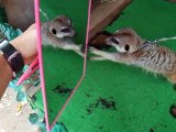 The experiment! The meerkat vs mirror (video  movie animal pet bird dog cat)