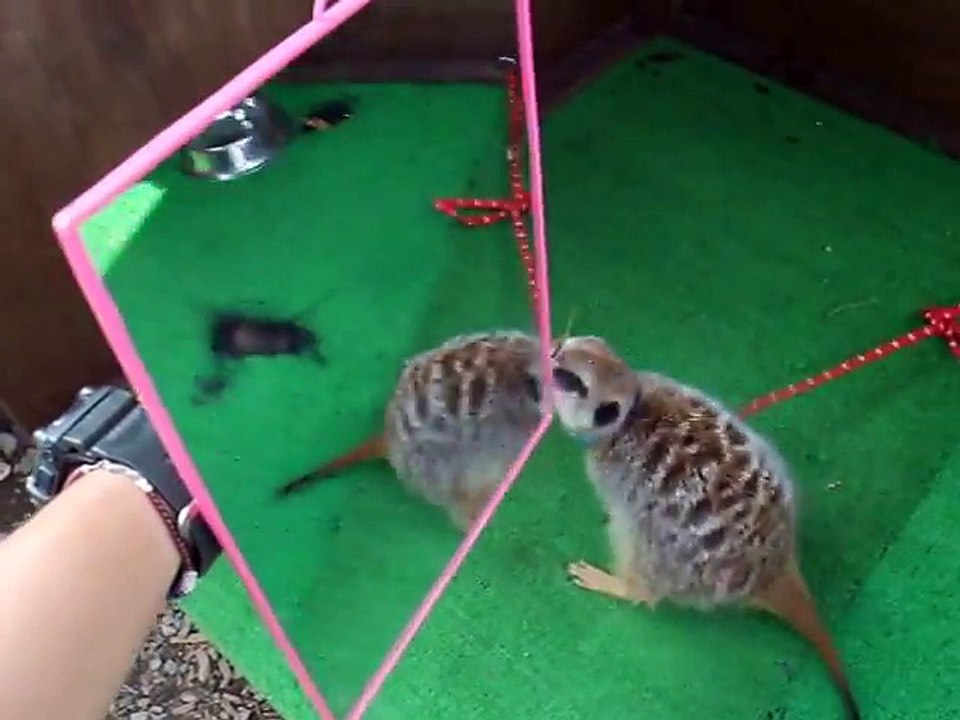 The experiment! The meerkat vs mirror (video  movie animal pet bird dog cat)