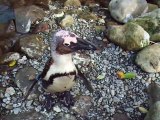 The shaking penguin (video  movie animal pet bird dog cat)