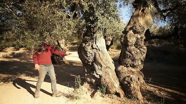 TV3 - Diumenge, 22.45, a TV3 - Collita pròpia ens parla de l'oli