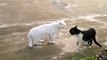 Kungfu Cat vs White Cat - Cool ! - Кунг-фу Кот против Кота - Прикол !
