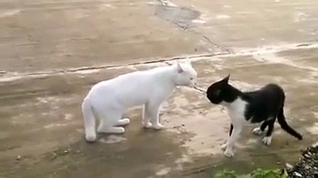 Kungfu Cat vs White Cat - Cool ! - Кунг-фу Кот против Кота - Прикол !