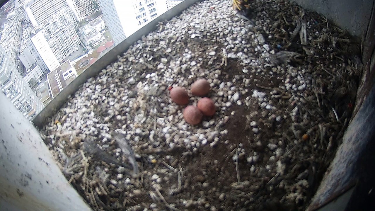 Le couple et ses 4 oeufs