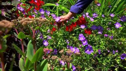 GBGR Conifers & Pelargoniums