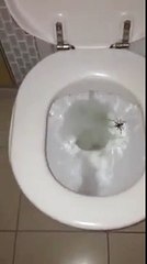 Zbog ovoga ćete uvijek povući vodu prije korištenja toaleta