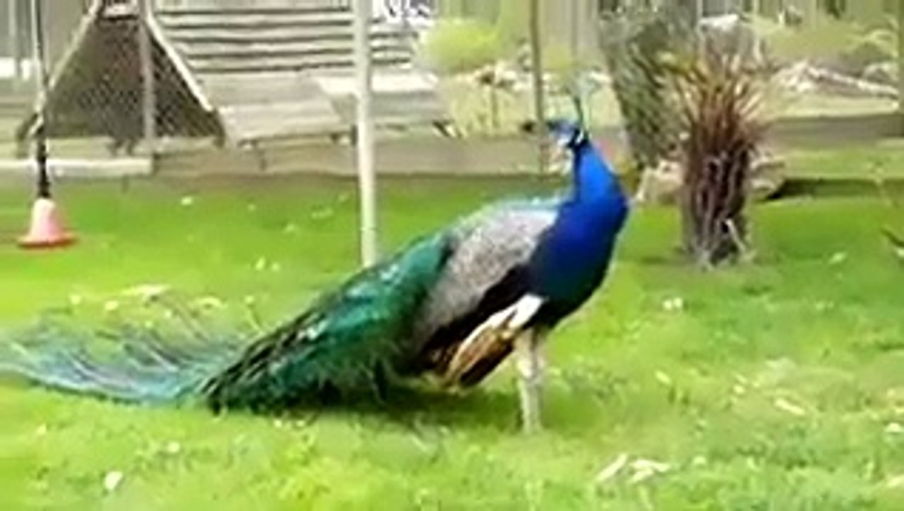 Awesome peacock