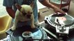 DJ DOG | This Dog Knows How to DJ WOW