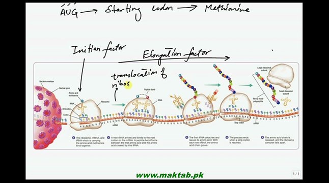 FSc Biology Book2, CH 20, LEC 13, Translation