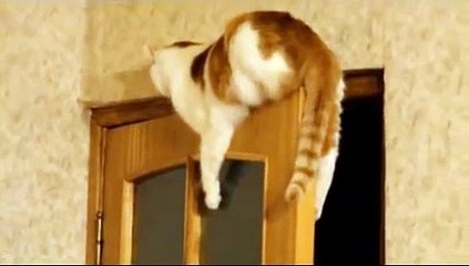 Cute Cat   on the door - Кот застрял на двери !