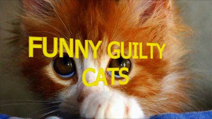 Cute cats feel guilty - Funny guilty cat compilation