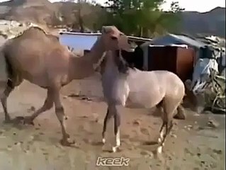 حصان وجمل عاشا معا في نفس الحظيره لمده طويله وبعد فصلهما وارجاعهما لبعض