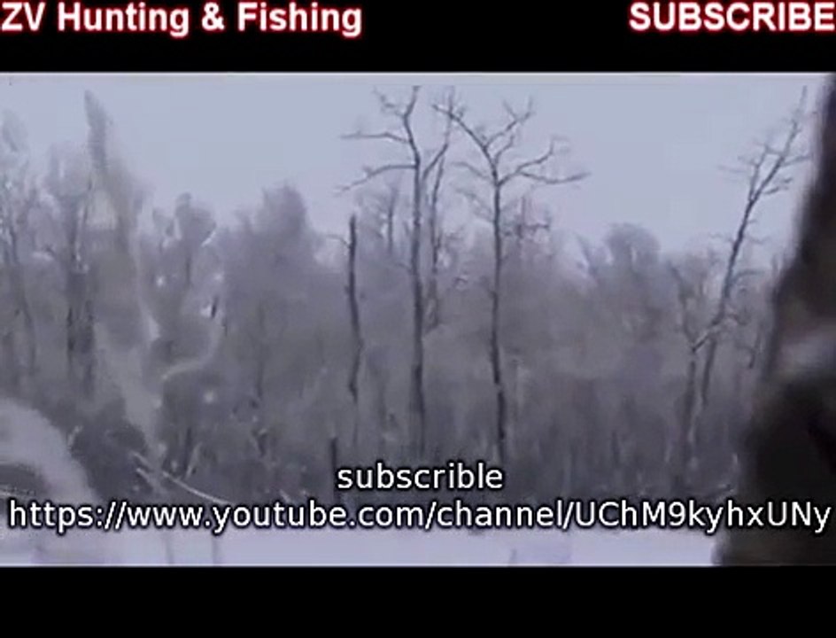 hunting coyotes. охота на койотов