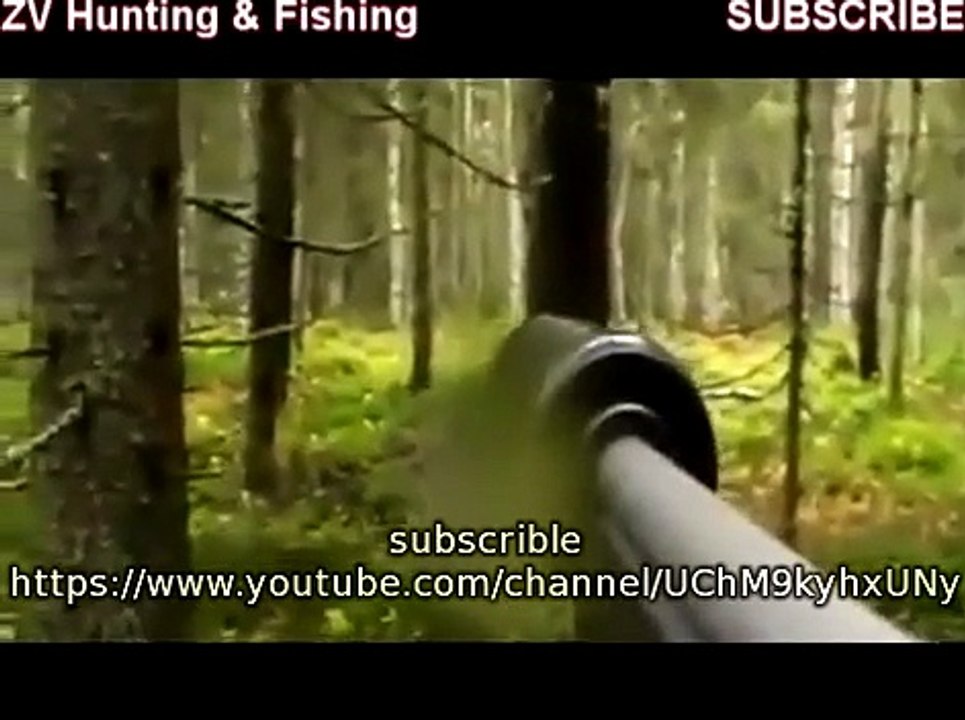 Moose hunting with dog Охота на лося с собакой