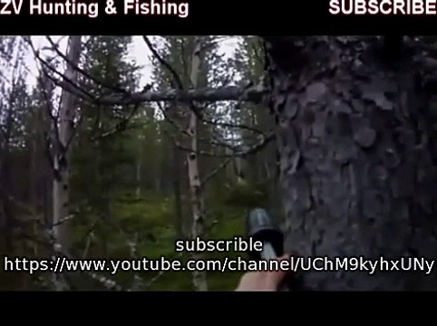 Moose hunting with dog Охота на лося с собакой