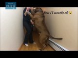 Hulk, le plus gros pitbull du monde pèse 78 kg