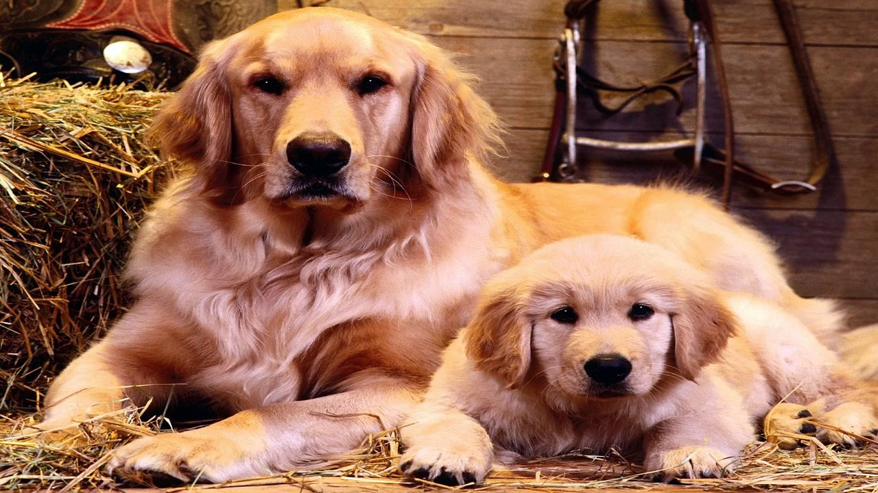 Grooming Your Golden Retriever