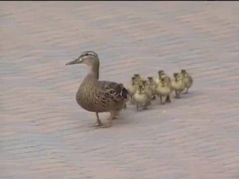 Duck and Ducklings Survive Storm ! - Унесенные Ветром Утка и Утята !
